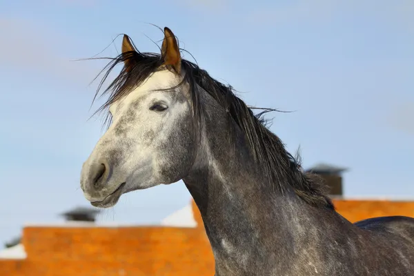 Arab stallion — 스톡 사진