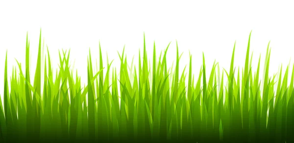 Illustrazione dell'erba — Foto Stock