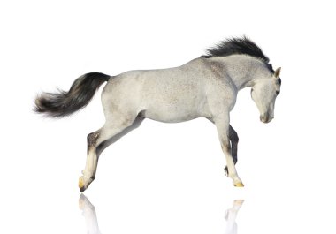 Arab stallion isolated clipart