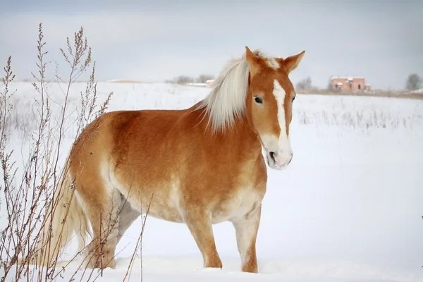 Palomino horse — Stock Photo, Image