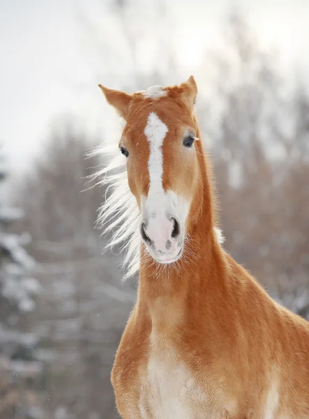 Palomino atı — Stok fotoğraf