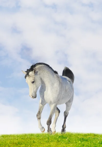 Arab häst — Stockfoto