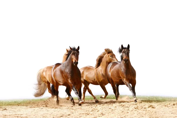 Pferde laufen — Stockfoto