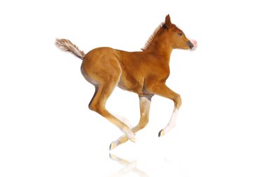 Arab filly isolated clipart