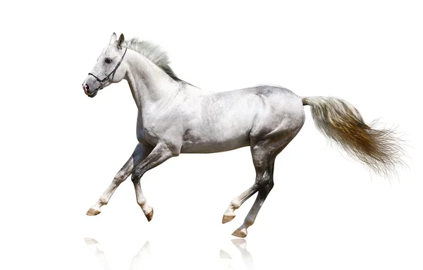 Silver-white stallion galloping — Stock Photo, Image