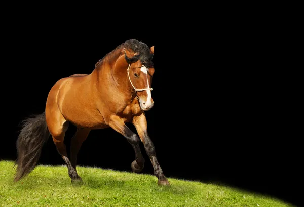 Bello stallone galoppante — Foto Stock