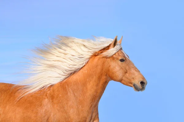 Palomino caballo y cielo — Foto de Stock