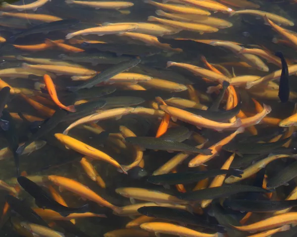 stock image Fish farm hatchery pond