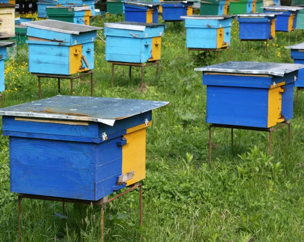 Colmenas de abejas de madera brillante pintadas —  Fotos de Stock