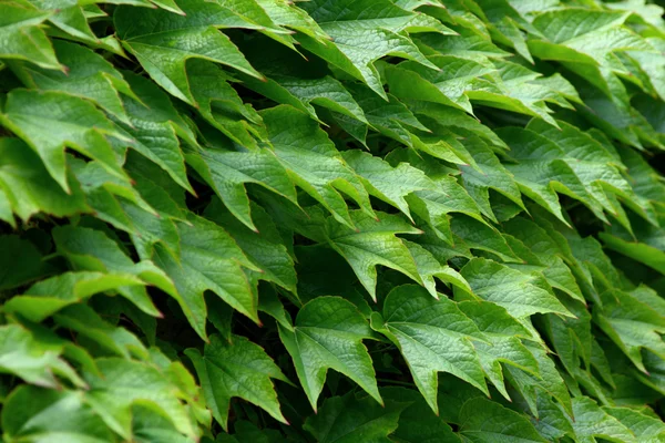 Ivy green leafs — Stock Photo, Image
