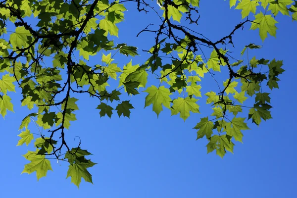 Кленовые ветки с зелеными листьями — стоковое фото