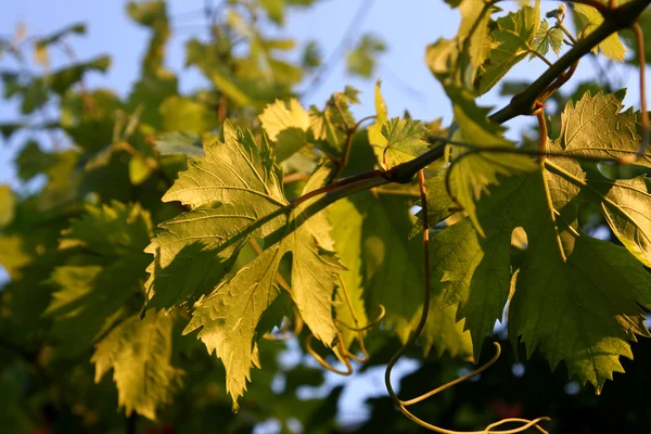 Hroznový větvičky se zeleným listovým — Stock fotografie
