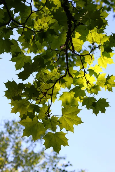 Javor větvičky se zeleným listovým — Stock fotografie