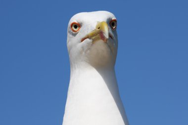 Sea-gull close-up photo clipart