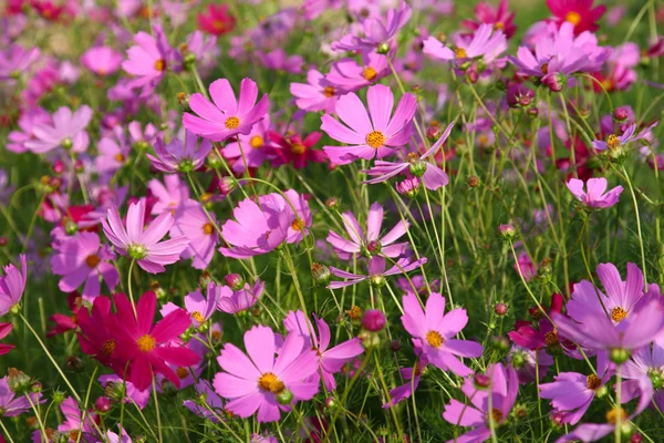 Kolorowe kwiaty jasne — Zdjęcie stockowe