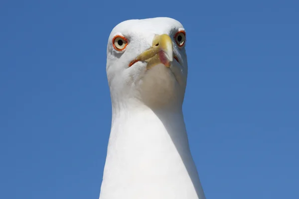 Fotos de close-up da gaivota do mar — Fotografia de Stock