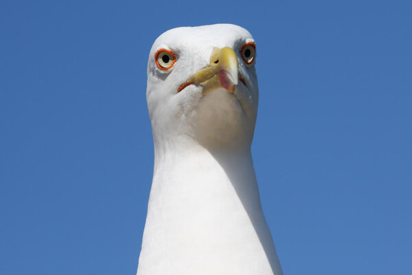Sea-gull close-up photo
