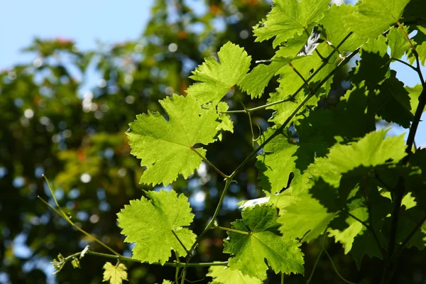 Hroznový větvičky se zeleným listovým — Stock fotografie