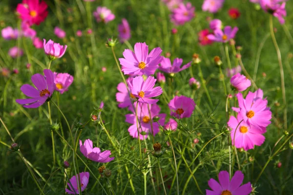 stock image Colorful bright flowers