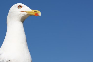 Deniz-martı yakın çekim fotoğraf