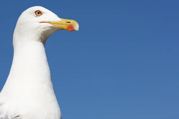 Sea-gull Wirydarz-do góry fotografia — Zdjęcie stockowe