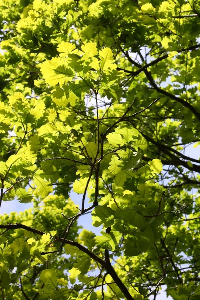 Дубовые ветки с зелеными листьями — стоковое фото