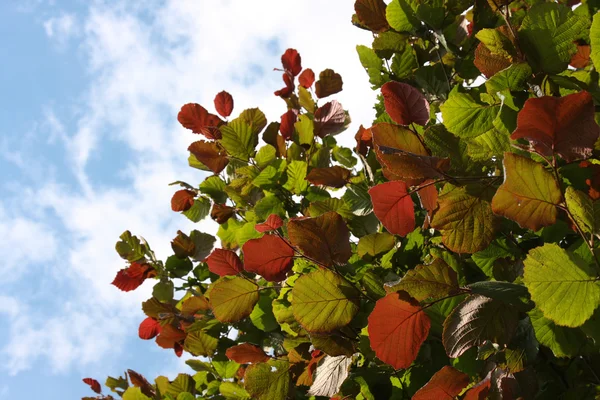 Oříškové větvičky s pied leafs — Stock fotografie