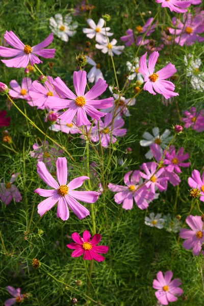 stock image Colorful bright flowers