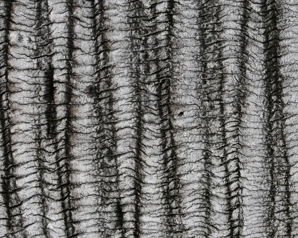 Abstracte hout korst textuur — Stockfoto