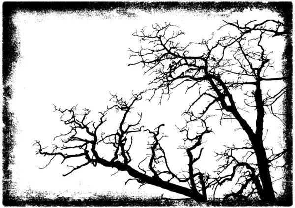 Ağaç dalları siluet — Stok Vektör