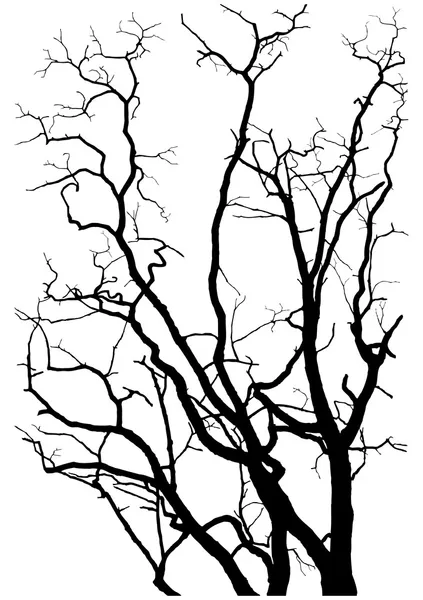 Tree branches silhouette — Stock Vector
