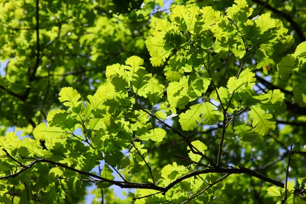 Dubové větvičky se zeleným listovým — Stock fotografie