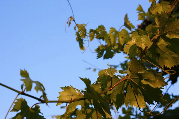 Ramoscelli d'uva con foglie verdi — Foto Stock