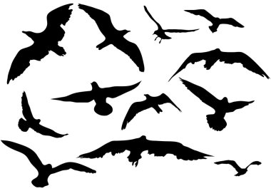 Flying sea-gulls vector illustration clipart