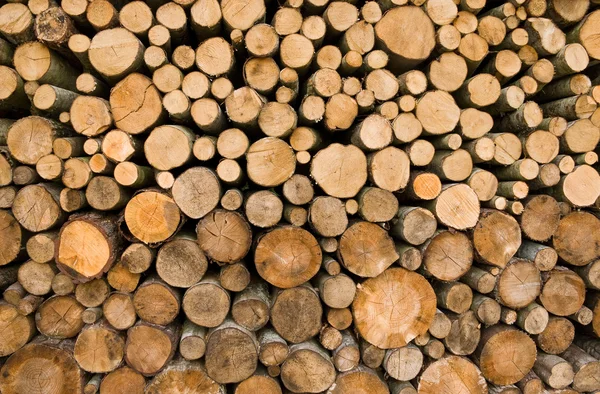 Brennholzstämme — Stockfoto
