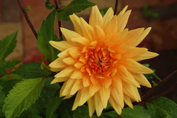 stock image Yellow-Orange Dahlia