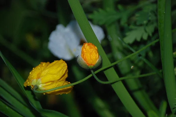 黄色的罂粟花 — 图库照片