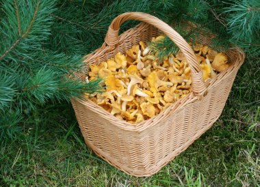 Basket with mushrooms clipart