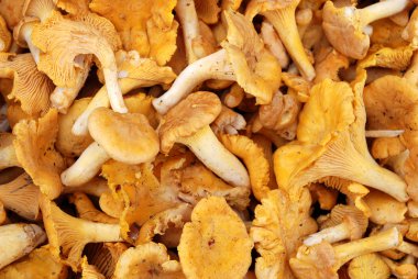 Chanterelles