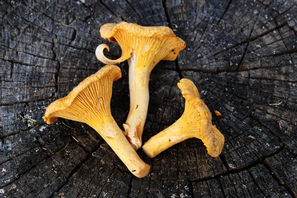 Chanterelles on a wooden texture — Stock Photo, Image