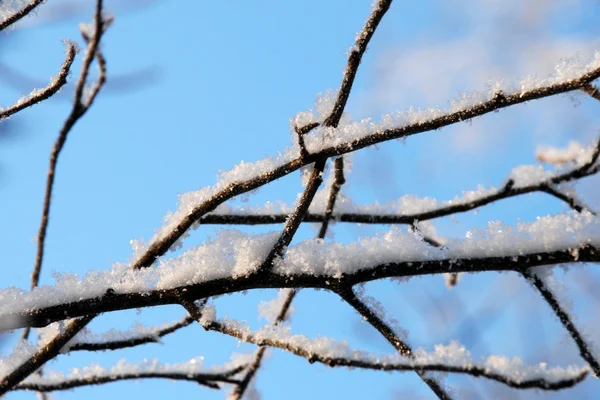 Sníh větev — Stock fotografie