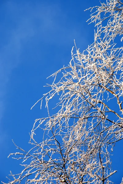 Kar dalları — Stok fotoğraf