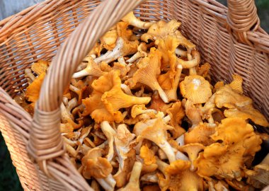 Basket with chanterelles clipart