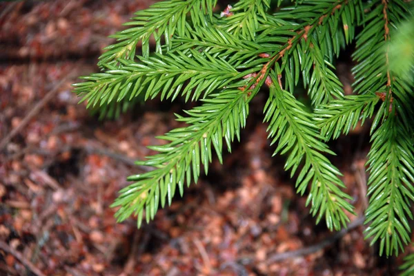 Green fur-tree branch — Stock Photo, Image