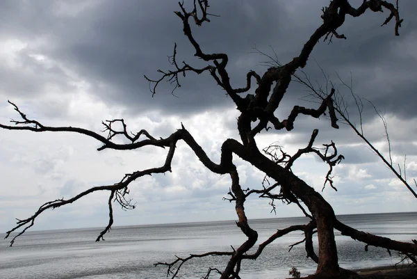 Snag on a background of the sea — Stock Photo, Image