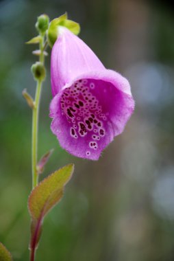 Digitalis purpurea L