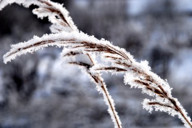 hoarfrost tarafından kapsanan Şubesi