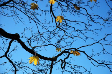 Autumn tree branch against the sky clipart