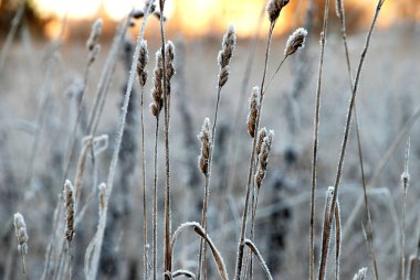 hoarfrost tarafından kapsanan şubeleri