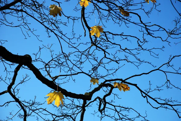 Herbstlicher Ast gegen den Himmel — Stockfoto